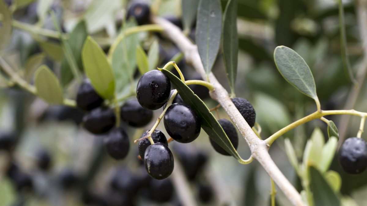 L’Huile d’Olive de Corse